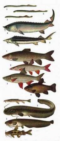 Определитель пресноводных рыб